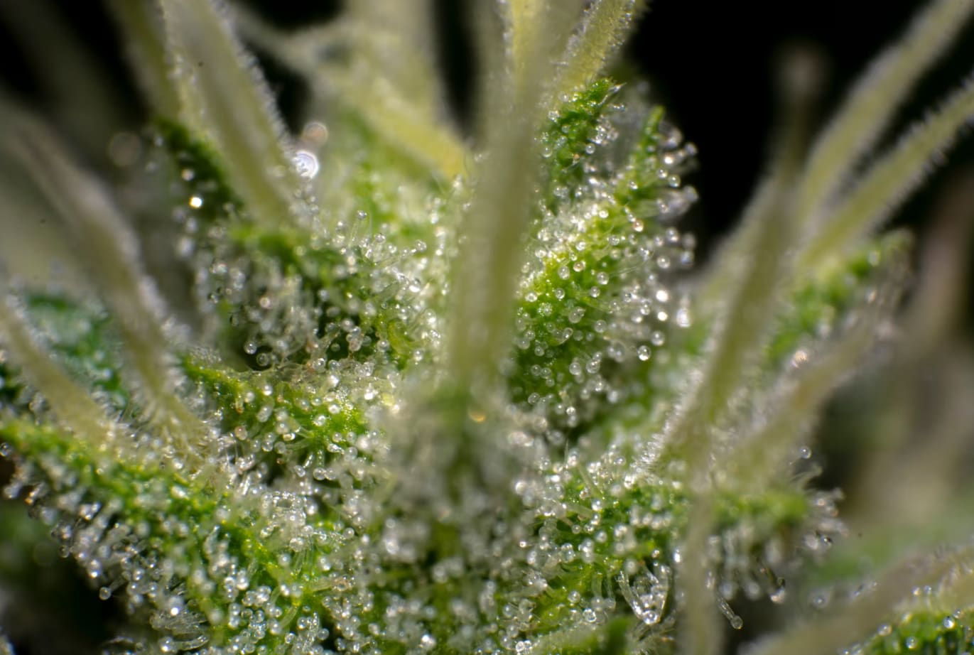 terpena ganja